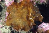 Tallo insediato su corallinacee crostose a livello del piano circalitorale (foto S Guerrieri).